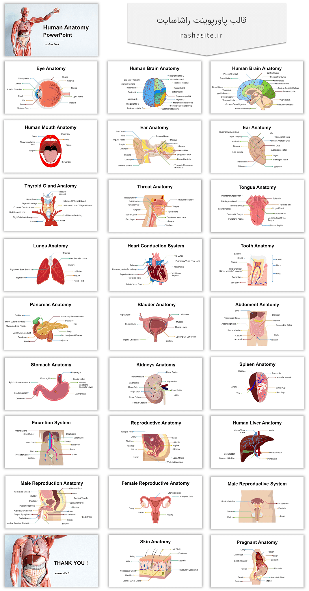 پاورپوینت آماده آناتومی بدن انسان